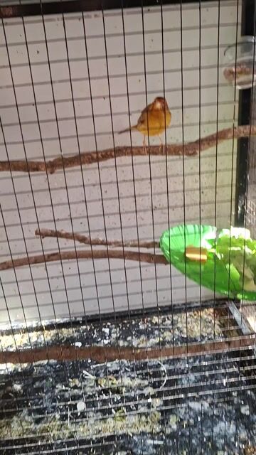 Chim Yến hót Vàng cam đã sinh sản. Mua bán Chim tại Thành phố Bảo Lộc Lâm Đồng được đăng bởi Zeroteo Tb hình 1