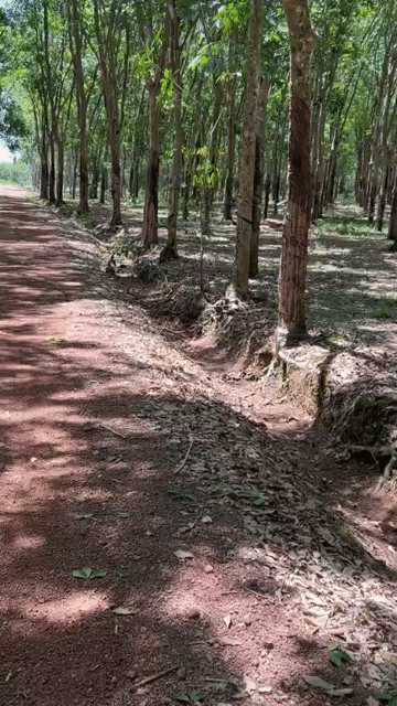 Mua bán Đất Huyện Phú Giáo Bình Dương diện tích 150000 m² giá 51,5 tỷ