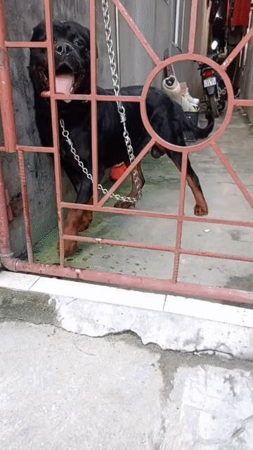 Chó Rottweiler Đực Đen nâu Đã tiêm phòng. Mua bán Chó tại Quận Dương Kinh Hải Phòng được đăng bởi thơ hình 1