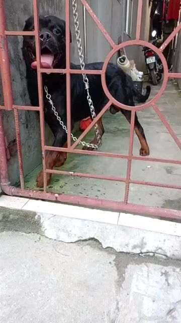 Chó Rottweiler Đực Đen nâu Đã tiêm phòng. Mua bán Chó tại Quận Dương Kinh Hải Phòng được đăng bởi thơ hình 1