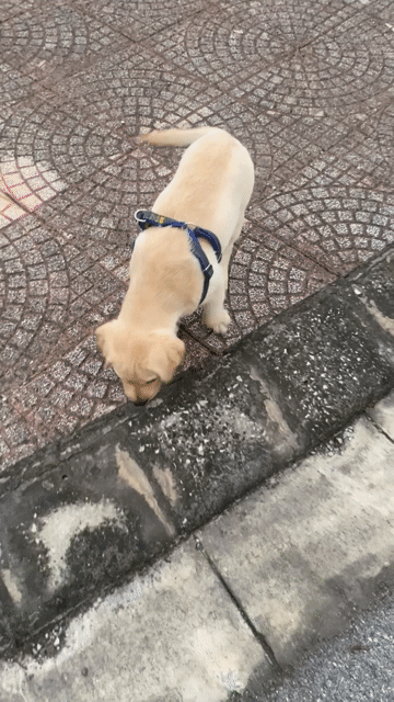 Chó Labrador cái 3 tháng Vàng kem. Mua bán Chó tại Huyện Thuận Thành Bắc Ninh được đăng bởi Tên chưa cung cấp hình 1