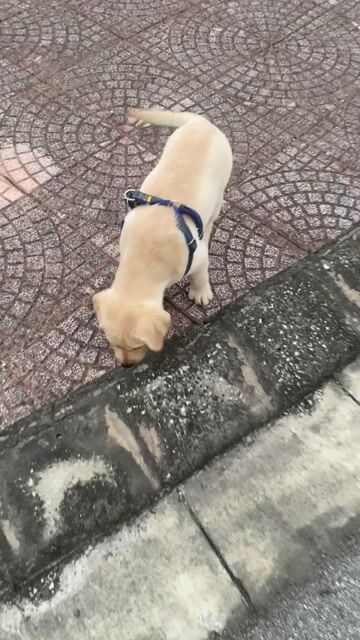 Chó Labrador cái 3 tháng Vàng kem. Mua bán Chó tại Huyện Thuận Thành Bắc Ninh được đăng bởi Tên chưa cung cấp hình 1