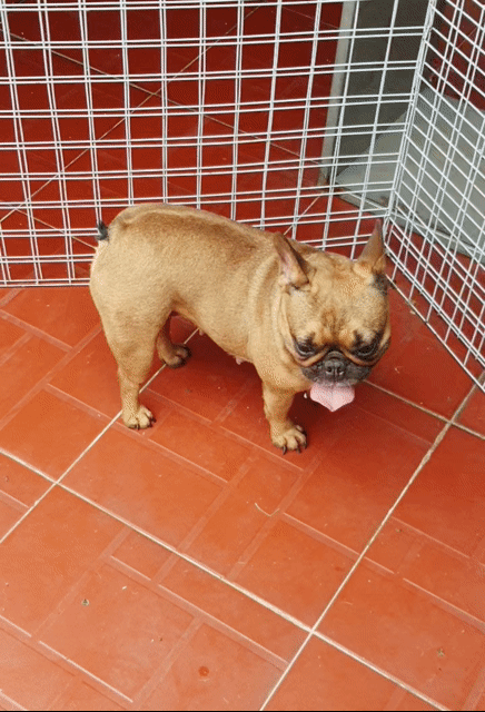 Chó Bull Pháp cái 1 lứa. Mua bán Chó tại Quận Hoàng Mai Hà Nội được đăng bởi PPKD hình 1
