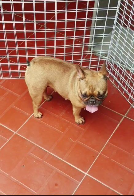 Chó Bull Pháp cái 1 lứa. Mua bán Chó tại Quận Hoàng Mai Hà Nội được đăng bởi PPKD hình 1