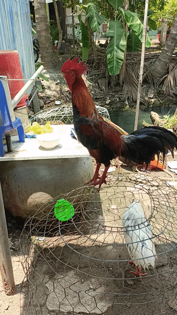 Gà chọi Đực 2k4. Mua bán Gà tại Thành phố Sa Đéc Đồng Tháp được đăng bởi Cu Bùi Nguyễn hình 1