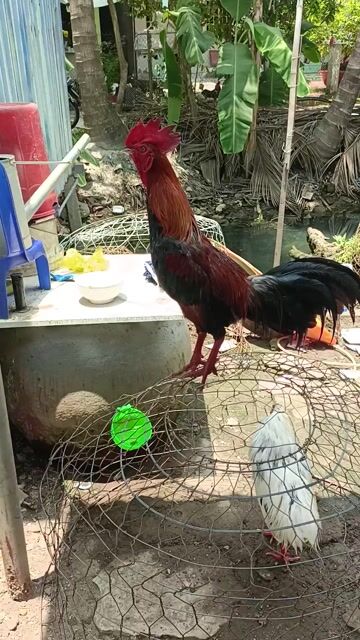 Gà chọi Đực 2k4. Mua bán Gà tại Thành phố Sa Đéc Đồng Tháp được đăng bởi Cu Bùi Nguyễn hình 1