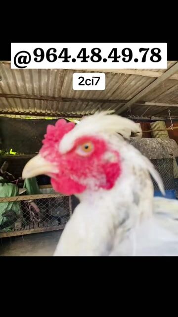 Gà Mỹ Gà chóp Việt rặc 2kg7. Mua bán Gà tại Thị xã Bến Cát Bình Dương được đăng bởi Vương Tài hình 1