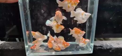 Cá molly sakura đuôi tròn đẹp, dễ thương dễ nuôi. Mua bán Thú cưng khác tại Thành phố Thủ Đức Tp Hồ Chí Minh được đăng bởi Le Tien hình 1