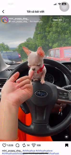 Chó Chihuahua nhỏ đã tiêm vắc xin. Mua bán Chó tại Quận Thanh Khê Đà Nẵng được đăng bởi Chaien Pet Shop hình 1