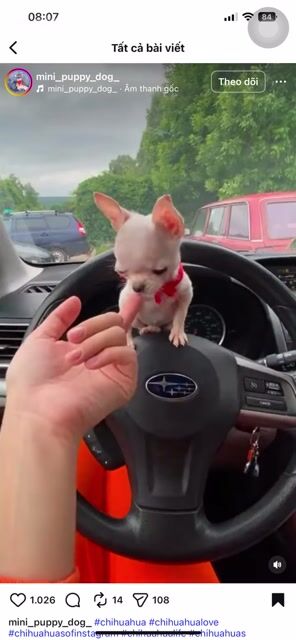 Chó Chihuahua nhỏ đã tiêm vắc xin. Mua bán Chó tại Quận Thanh Khê Đà Nẵng được đăng bởi Chaien Pet Shop hình 1