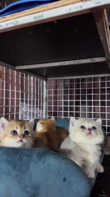 Mèo Munchkin Golden Bé. Mua bán Mèo tại Thành phố Dĩ An Bình Dương được đăng bởi ThuongBanMeo hình 1