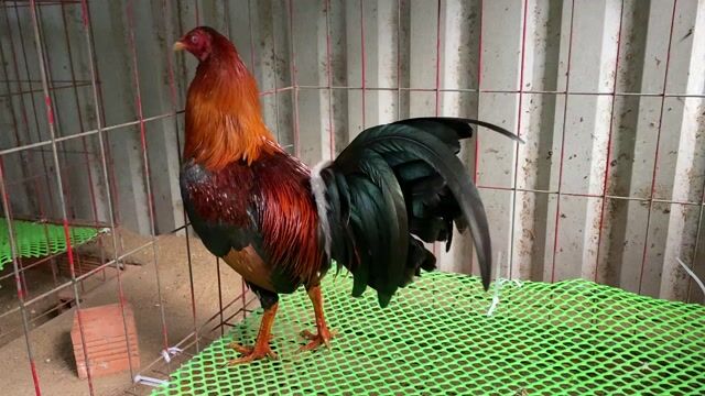 gà điều đỏ 1kg220 về mau chơi