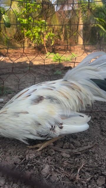 Gà bướm. Mua bán Gà tại Huyện Chợ Gạo Tiền Giang được đăng bởi Lê Tiến hình 1