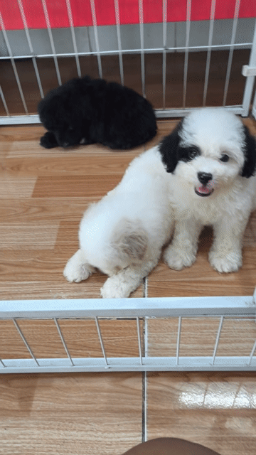 Chó Poodle đen trắng 2 tháng đã tiêm. Mua bán Chó tại Thành phố Vĩnh Long Vĩnh Long được đăng bởi Minh Luan Huynh hình 1