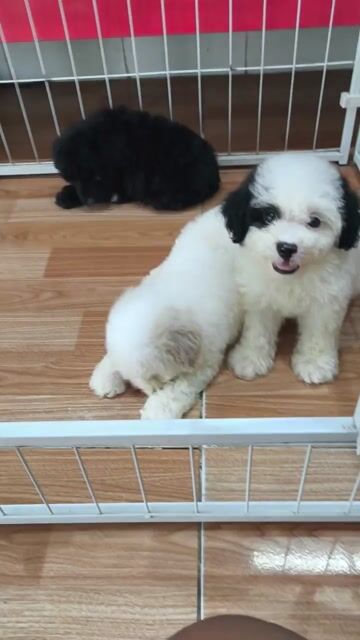 Chó Poodle đen trắng 2 tháng đã tiêm. Mua bán Chó tại Thành phố Vĩnh Long Vĩnh Long được đăng bởi Minh Luan Huynh hình 1