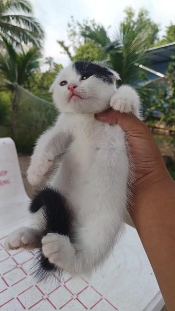 Mèo Tai cụp con Đen trắng. Mua bán Mèo tại Thành phố Ngã Bảy Hậu Giang được đăng bởi Thành Nhân hình 1