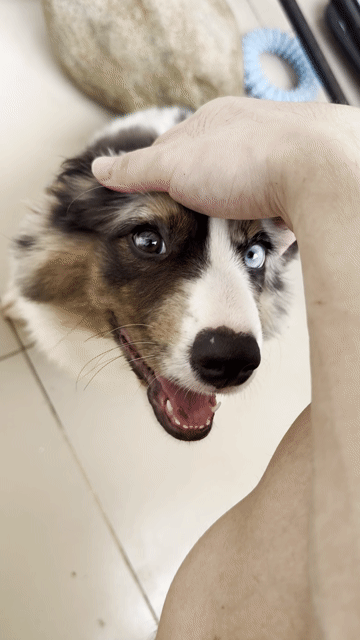 Chó Corgi Cardigan Welsh Blue Merle 4 tháng. Mua bán Chó tại Quận 1 Tp Hồ Chí Minh được đăng bởi ngoc hình 1