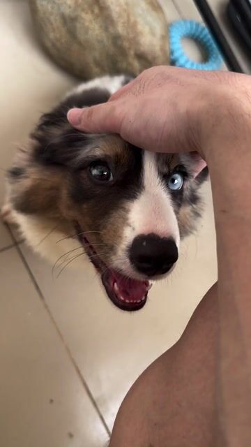Chó Corgi Cardigan Welsh Blue Merle 4 tháng. Mua bán Chó tại Quận 1 Tp Hồ Chí Minh được đăng bởi ngoc hình 1