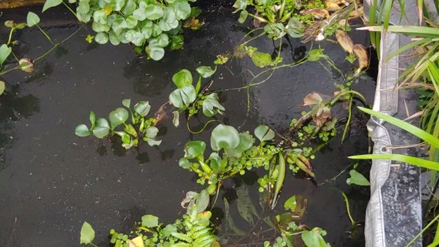Biên Hòa, bán Cá bảy màu giá 1k. Mua bán Thú cưng khác tại Thành phố Biên Hòa Đồng Nai được đăng bởi Hoa Lan Sưu Tầm hình 1
