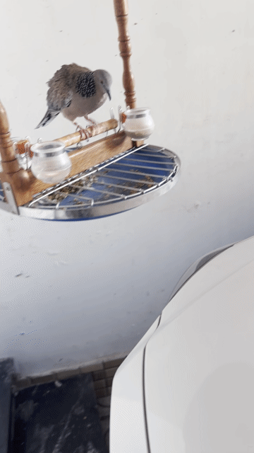Chim Cu khách Malay To cả lồng. Mua bán Chim tại Thành phố Thuận An Bình Dương được đăng bởi Nguyễn nguyen hình 1