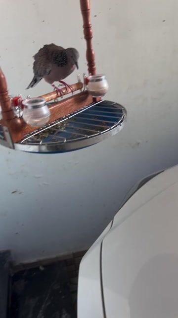 Chim Cu khách Malay To cả lồng. Mua bán Chim tại Thành phố Thuận An Bình Dương được đăng bởi Nguyễn nguyen hình 1