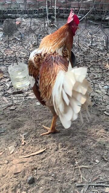 Gà Nâu trắng 2.8kg. Mua bán Gà tại Thị xã Tân Châu An Giang được đăng bởi Quang Tuấn hình 1