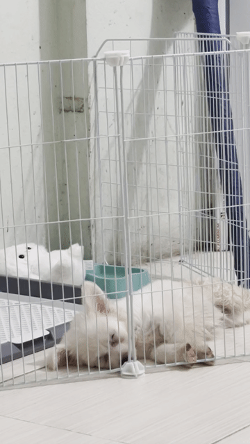 Cần bán chó Phốc Sóc Lai Nhật. Mua bán Chó tại Quận Bắc Từ Liêm Hà Nội được đăng bởi Minh Thu hình 1