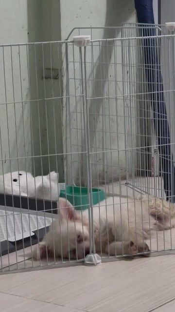 Cần bán chó Phốc Sóc Lai Nhật. Mua bán Chó tại Quận Bắc Từ Liêm Hà Nội được đăng bởi Minh Thu hình 1