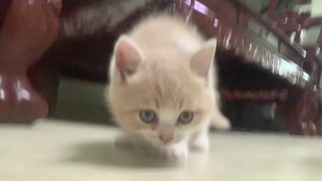 Mèo cảnh đực cái 2 tháng tuổi. Mua bán Mèo tại Quận Đống Đa Hà Nội được đăng bởi Thảo Lê hình 1