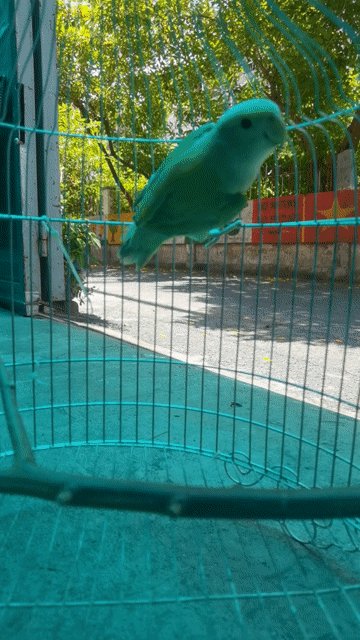 Chim Lovebird đực Xanh lục 6 tháng, tặng lồng. Mua bán Chim tại Quận Phú Nhuận Tp Hồ Chí Minh được đăng bởi Huy hình 1