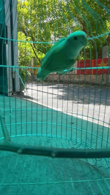 Chim Lovebird đực Xanh lục 6 tháng, tặng lồng. Mua bán Chim tại Quận Phú Nhuận Tp Hồ Chí Minh được đăng bởi Huy hình 1