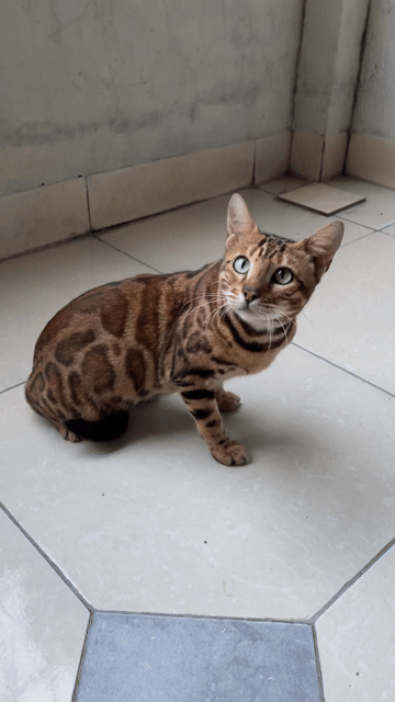 Mèo Bengal cái hơn 1 tuổi, nuôi thêm rồi phối ạ. Mua bán Mèo tại Huyện Mê Linh Hà Nội được đăng bởi Dũng hình 1