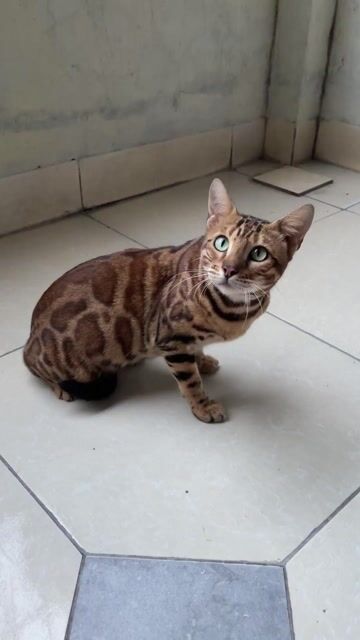 Mèo Bengal cái hơn 1 tuổi, nuôi thêm rồi phối ạ. Mua bán Mèo tại Huyện Mê Linh Hà Nội được đăng bởi Dũng hình 1
