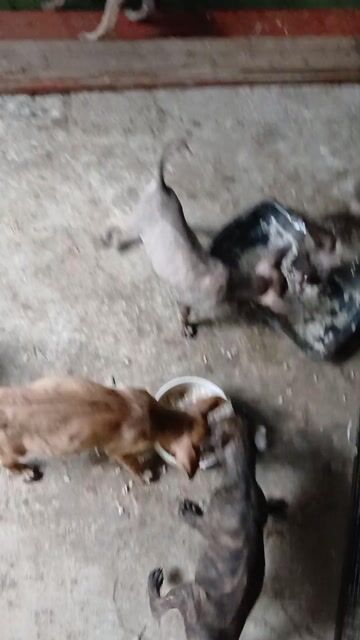 Chó Phú Quốc vện vàng, vện kem, vện bạch hổ. Mua bán Chó tại Quận 12 Tp Hồ Chí Minh được đăng bởi Phú quốc thuần chủng hình 1