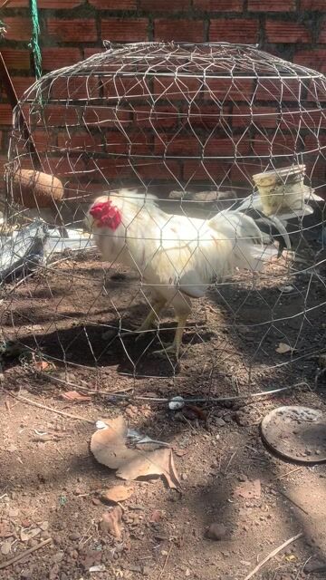 Bướm tơ zin khoảng 2,7-2,8kg. Mua bán Gà tại Huyện Trảng Bom Đồng Nai được đăng bởi huynh Nga hình 1