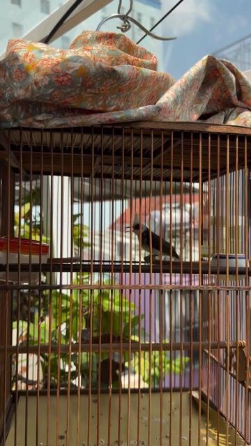 Chim chào mào DB. Mua bán Chim tại Quận Phú Nhuận Tp Hồ Chí Minh được đăng bởi Quang Vo hình 1