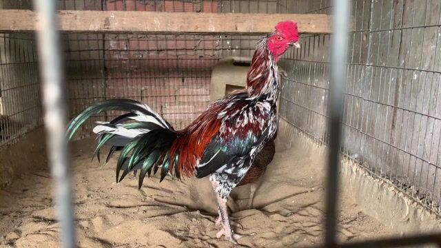 peru mỹ. Mua bán Gà tại Huyện Thống Nhất Đồng Nai được đăng bởi 5 Gà hình 1