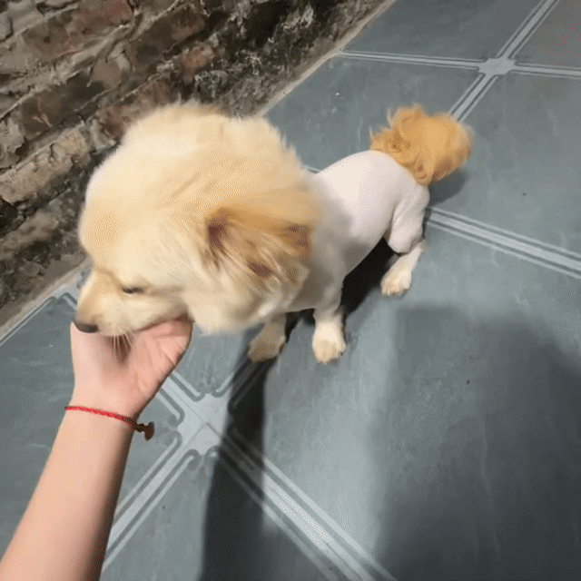 Em cần nhượng lại giống chó cưng như hình ảnh. Mua bán Chó tại Huyện Thanh Trì Hà Nội được đăng bởi Tên chưa cung cấp hình 1
