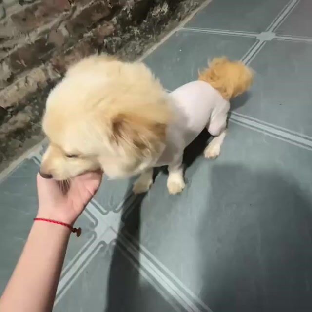 Em cần nhượng lại giống chó cưng như hình ảnh. Mua bán Chó tại Huyện Thanh Trì Hà Nội được đăng bởi Tên chưa cung cấp hình 1