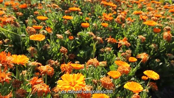 Pétales de vie et de mort