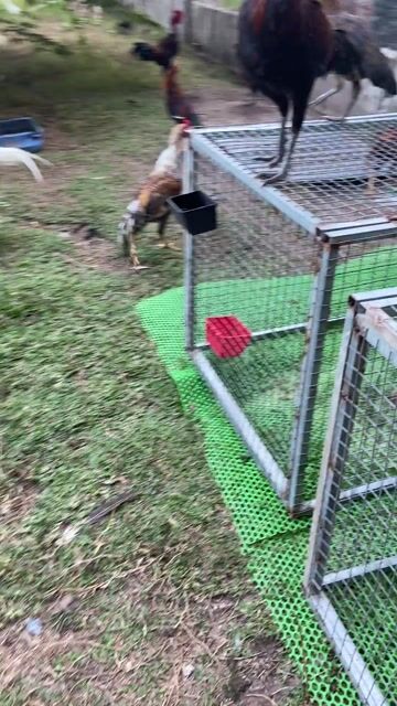 Gà chọi Chuối 2.6kg Đực. Mua bán Gà tại Huyện Châu Thành Tây Ninh được đăng bởi Hung Nguyen hình 1