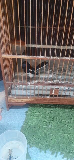 Chim Chích chòe Đen trắng Hót hay. Mua bán Chim tại Quận 7 Tp Hồ Chí Minh được đăng bởi SAM  hình 1