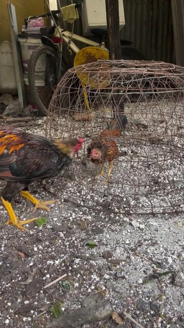 Gà tre cảnh Vàng bò trống. Mua bán Gà tại Quận 12 Tp Hồ Chí Minh được đăng bởi NLan hình 1