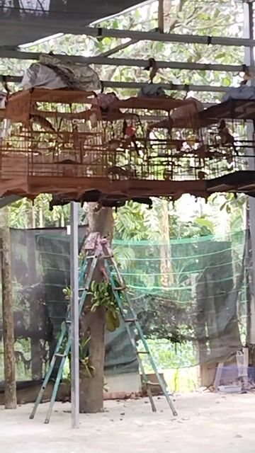 Chim cảnh khỏe mạnh lanh lợi. Mua bán Chim tại Huyện Đại Lộc Quảng Nam được đăng bởi Khôi Đào hình 1