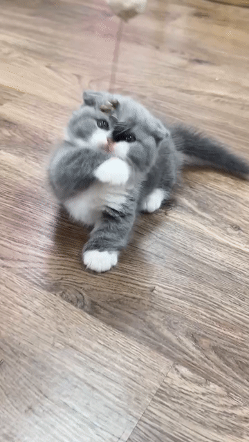 Mèo Munchkin Bicolor chân ngắn tai cụp. Mua bán Mèo tại Quận 7 Tp Hồ Chí Minh được đăng bởi Như Ý hình 1