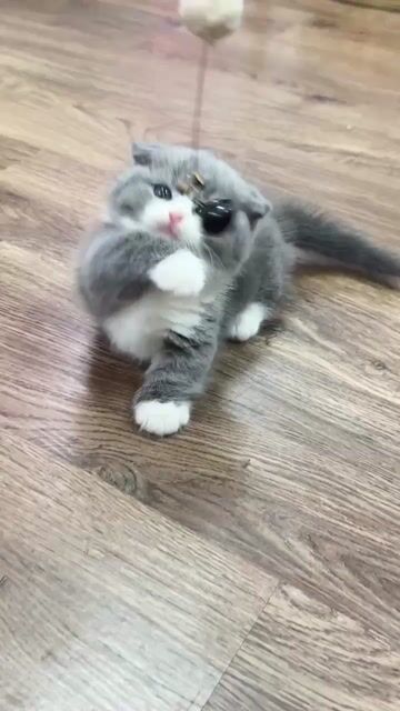 Mèo Munchkin Bicolor chân ngắn tai cụp. Mua bán Mèo tại Quận 7 Tp Hồ Chí Minh được đăng bởi Như Ý hình 1