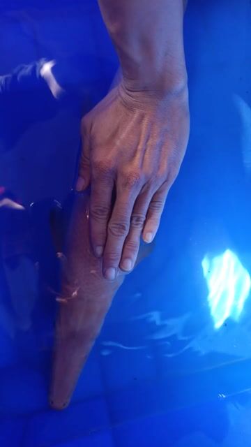 sấu abino 65-67cm. Mua bán Thú cưng khác tại Quận 6 Tp Hồ Chí Minh được đăng bởi Quang Đạt hình 1