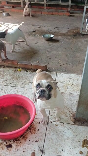 Chó Bull Pháp đực Trắng Nâu. Mua bán Chó tại Huyện Củ Chi Tp Hồ Chí Minh được đăng bởi Minh Hằng Nguyễn hình 1