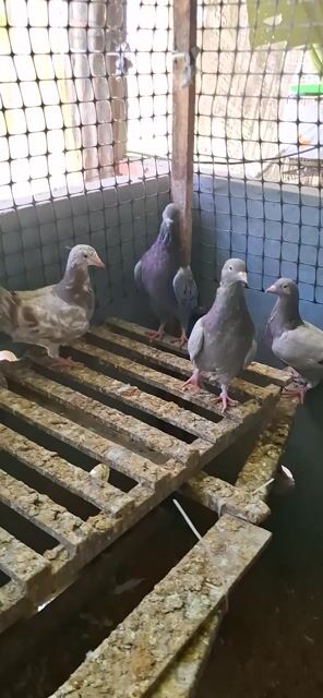 Bồ câu Titan tơ. Mua bán Chim tại Huyện Châu Phú An Giang được đăng bởi La Hưng hình 1