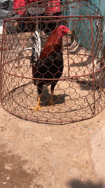 Gà chọi 1.550kg Đực. Mua bán Gà tại Quận 8 Tp Hồ Chí Minh được đăng bởi trần tiểu Long hình 1